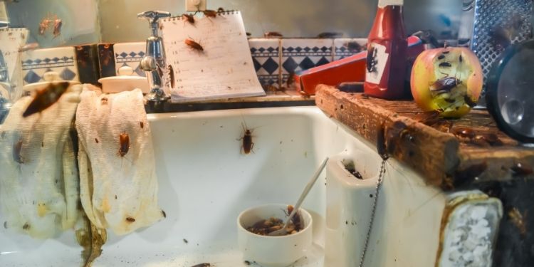 Are-Cockroaches-Dangerous-How-Pest-Control-Professional-Exterminate-Them