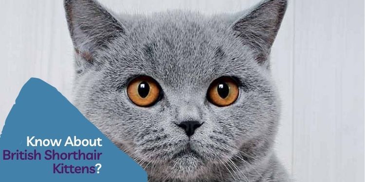 Know About British Shorthair Kittens