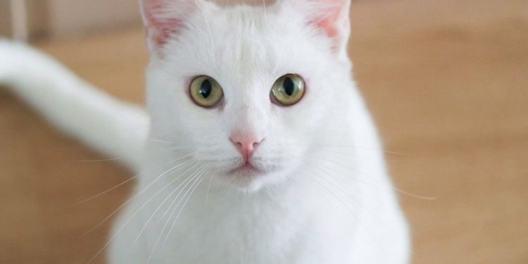 What Are The Different Breeds In Which White Kittens Available?