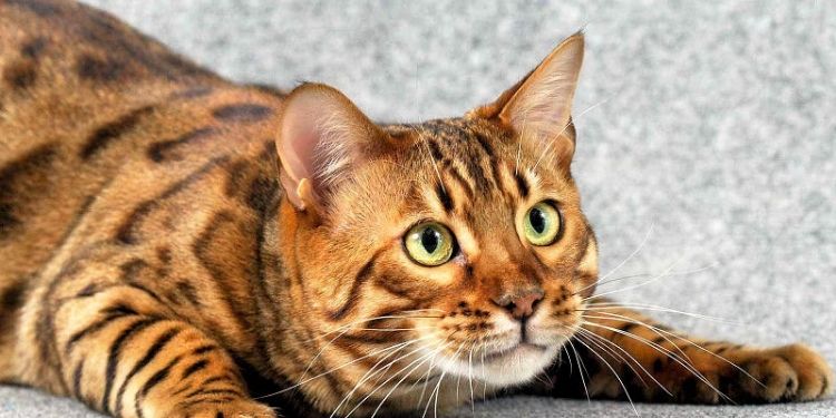 What Are The Different Facts About Bengal Kittens For Sale