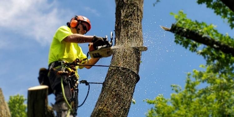 Benefits of Hiring a Tree Surgeon for Tree Removal